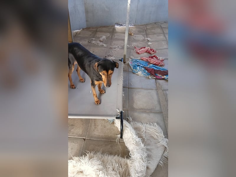 Diona - Jagdhund-Mix