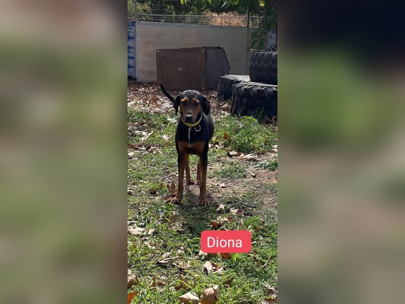 Diona - Jagdhund-Mix