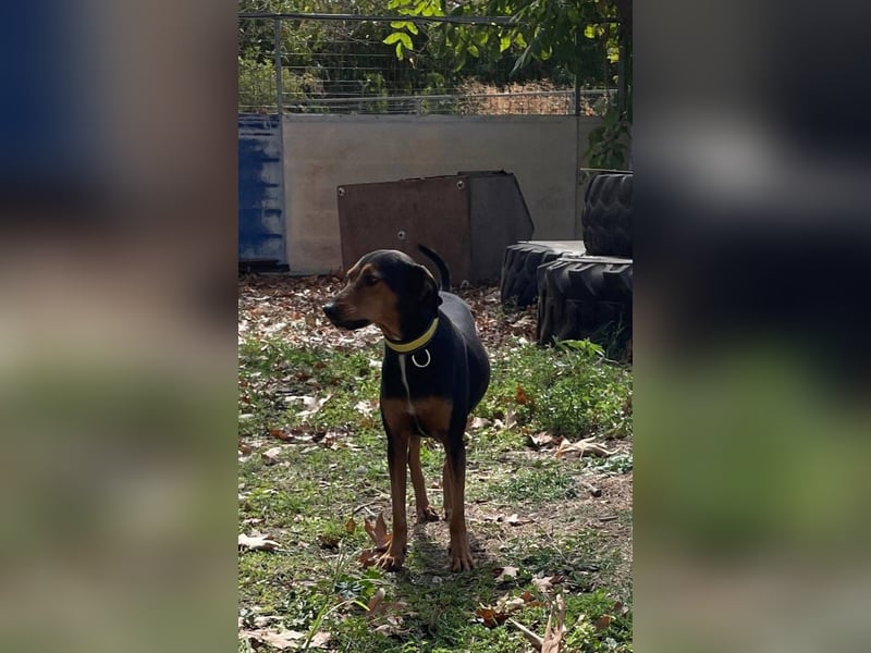 Diona - Jagdhund-Mix