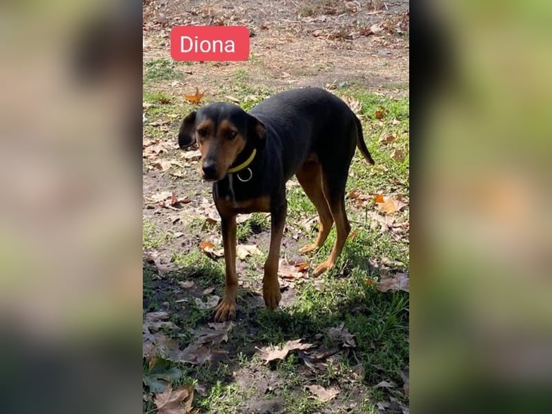 Diona - Jagdhund-Mix