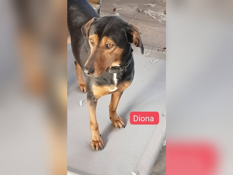 Diona - Jagdhund-Mix