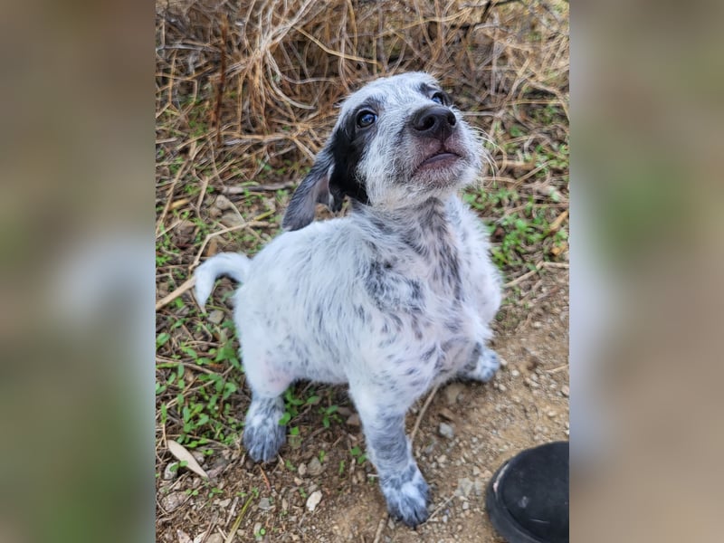 Emil sucht eine einfühlsame Familie