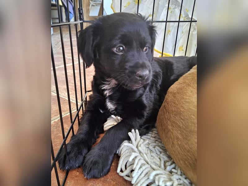 GINO sucht seine Manege zum Spaßhaben