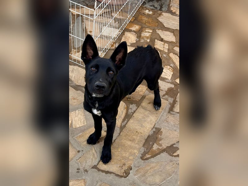 CODY wartet auf sein Für-Immer-Zuhause