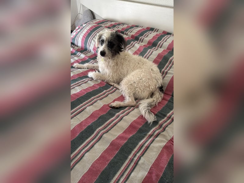 Mutige Nala sucht das Abenteuer mit dir