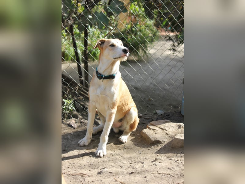 PIKACHU wünscht sich seine eigene Familie