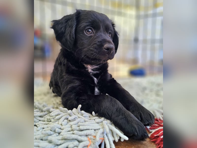 GINO sucht seine Manege zum Spaßhaben