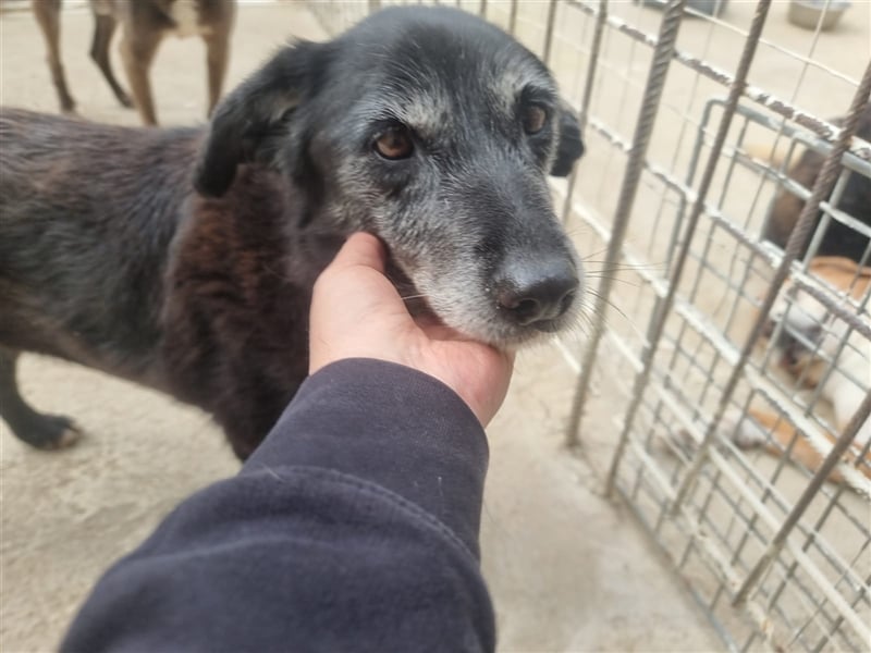 Seniorin Pita sucht ihr Zuhause