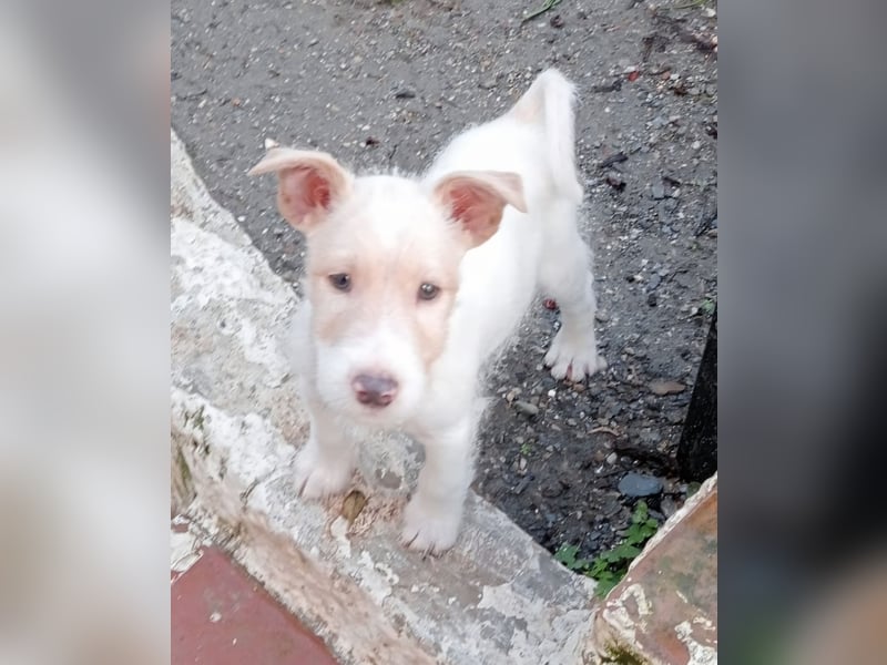 Mikki wünscht sich seine eigene Familie