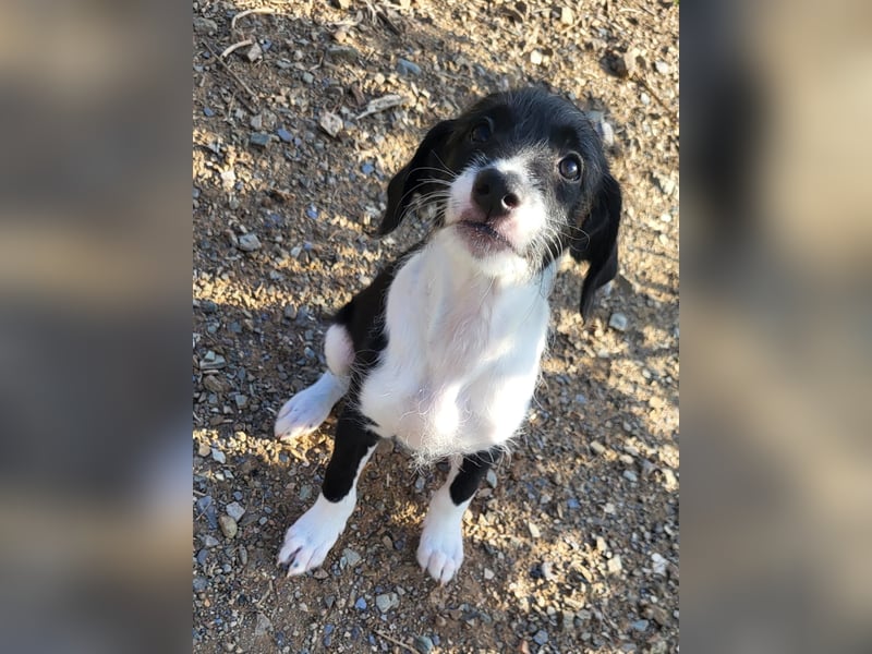 Mutige Nala sucht das Abenteuer mit dir