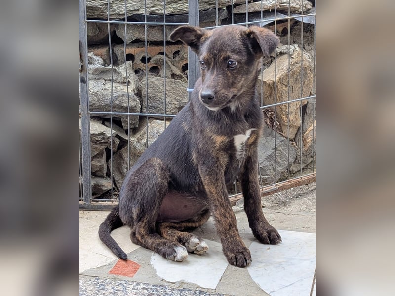 Kleine MINA sucht Mensch mit großem Herz