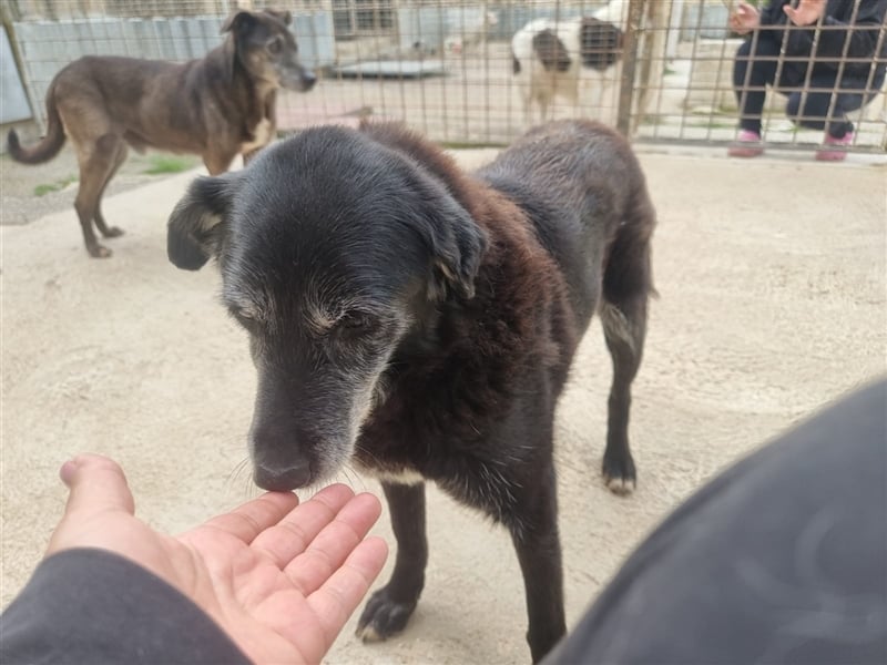 Seniorin Pita sucht ihr Zuhause