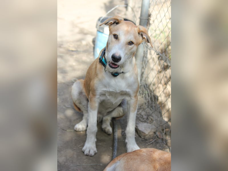 PIKACHU wünscht sich seine eigene Familie