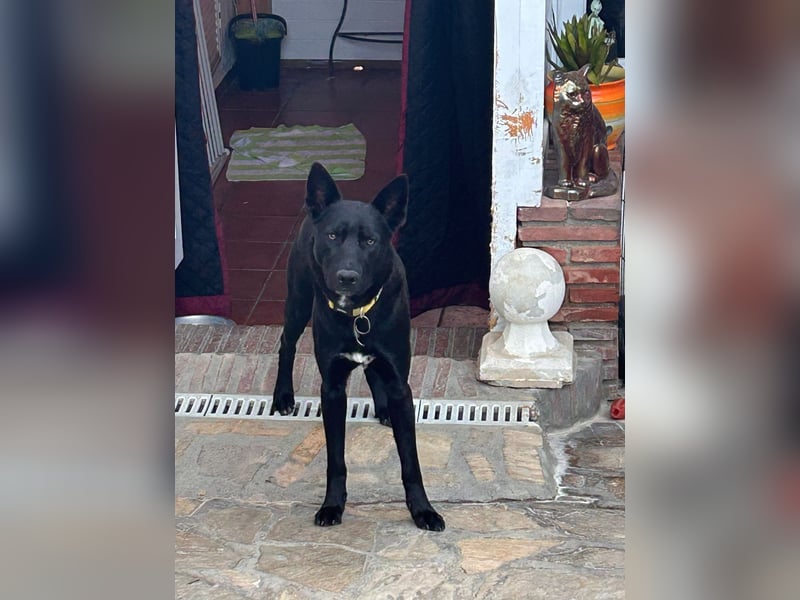 CODY wartet auf sein Für-Immer-Zuhause