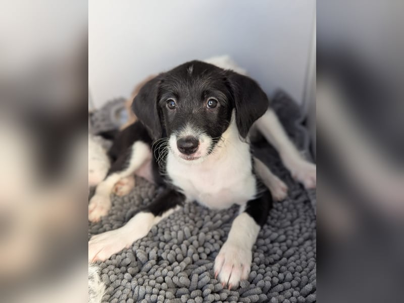 Mutige Nala sucht das Abenteuer mit dir