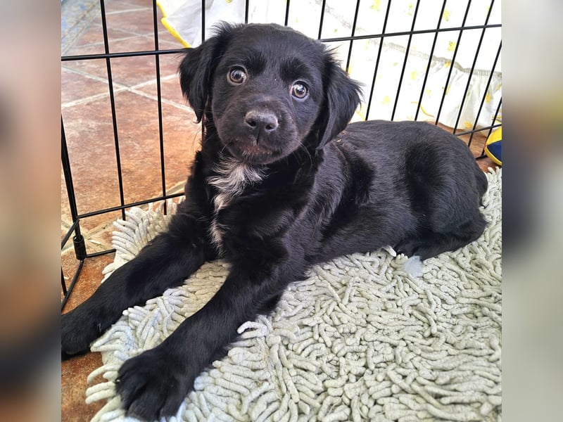 GINO sucht seine Manege zum Spaßhaben