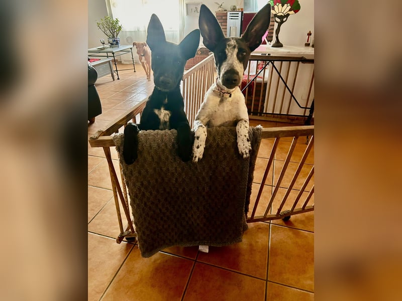 CODY wartet auf sein Für-Immer-Zuhause