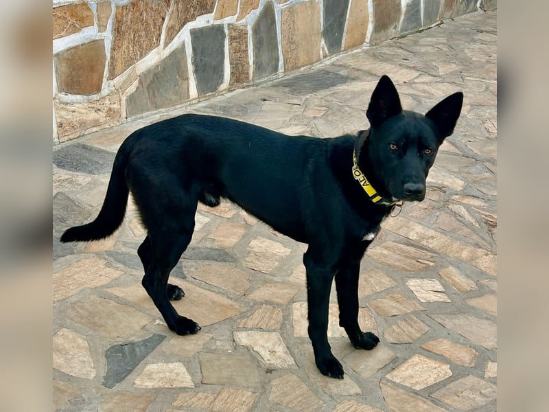 CODY wartet auf sein Für-Immer-Zuhause