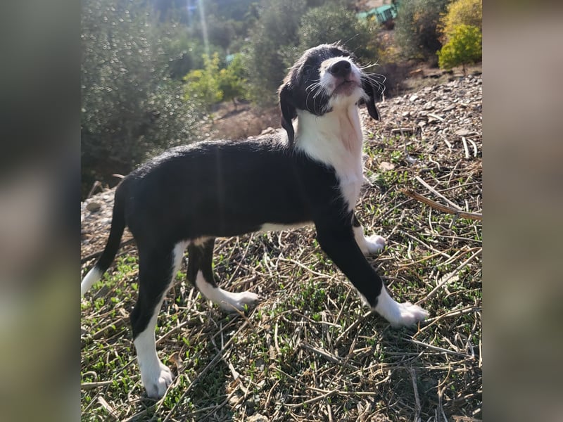 Mutige Nala sucht das Abenteuer mit dir