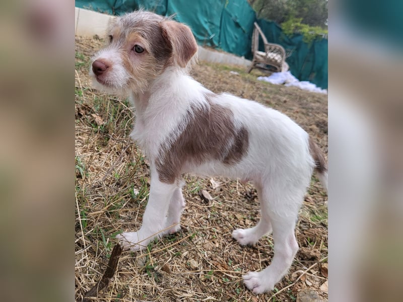 Bouncy Benni wartet auf seine Familie