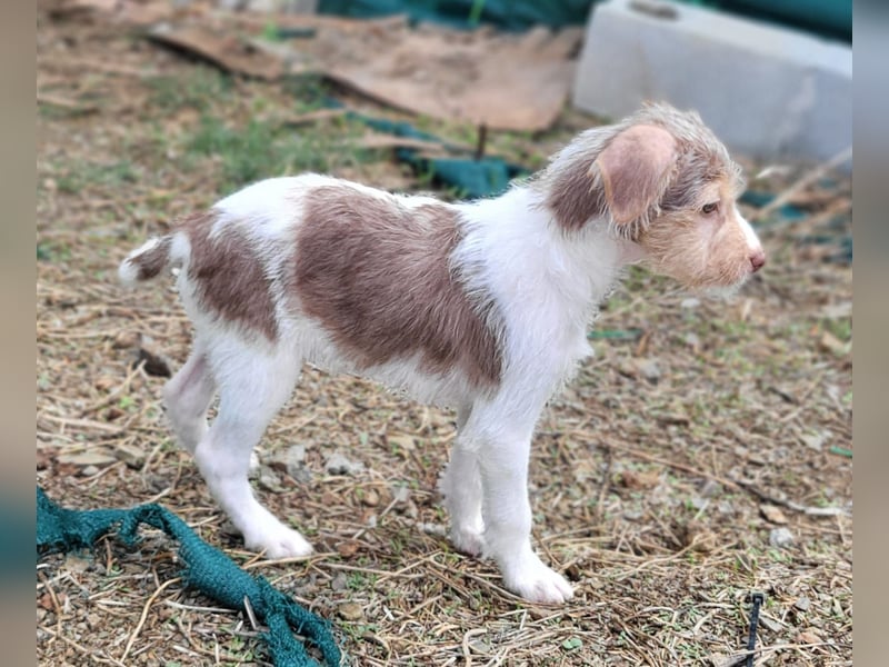 Bouncy Benni wartet auf seine Familie