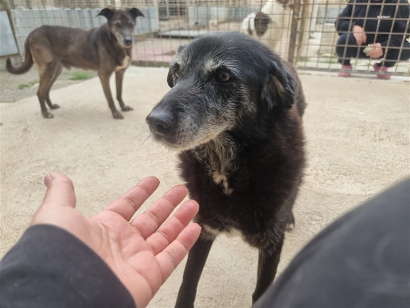 Seniorin Pita sucht ihr Zuhause