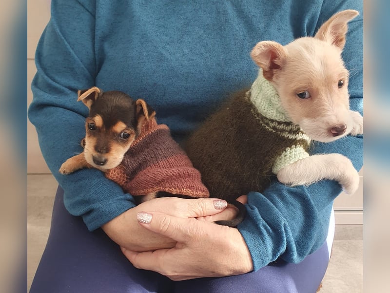 Mikki wünscht sich seine eigene Familie