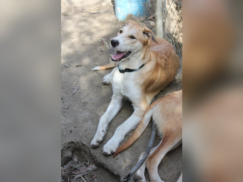 PIKACHU wünscht sich seine eigene Familie