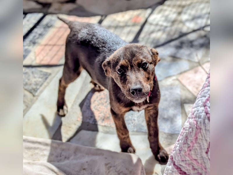 Kleine MINA sucht Mensch mit großem Herz