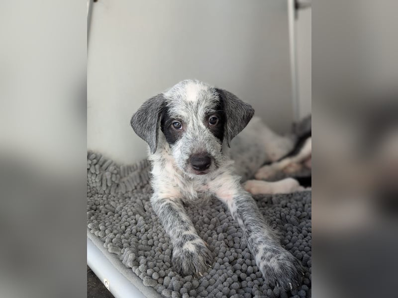 Emil sucht eine einfühlsame Familie