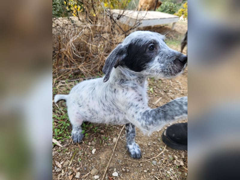 Emil sucht eine einfühlsame Familie