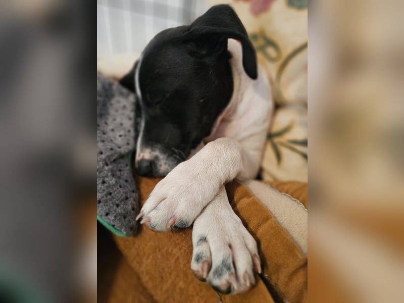 Herzensbrecherin TIA sucht ihre Menschen
