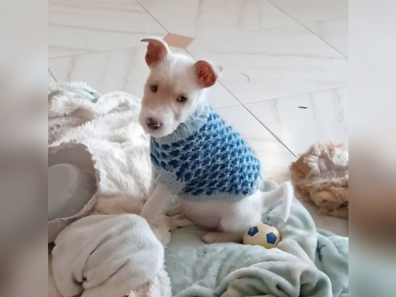 Mikki wünscht sich seine eigene Familie