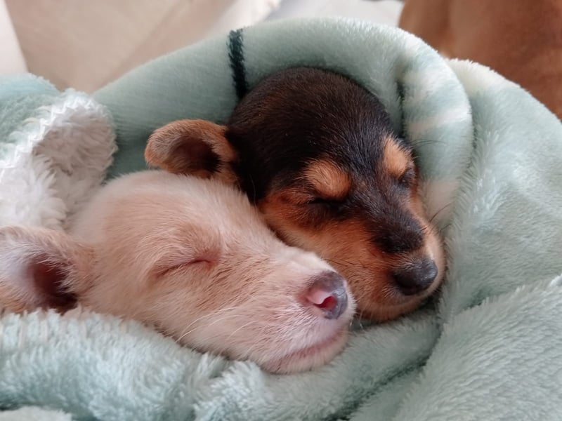 Mikki wünscht sich seine eigene Familie