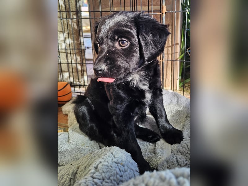 GINO sucht seine Manege zum Spaßhaben