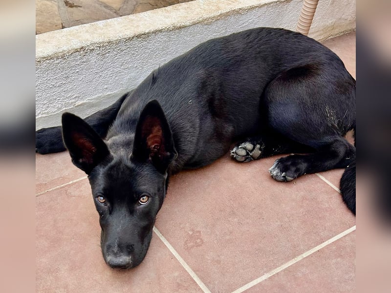 CODY wartet auf sein Für-Immer-Zuhause