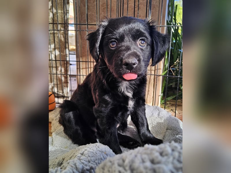 GINO sucht seine Manege zum Spaßhaben