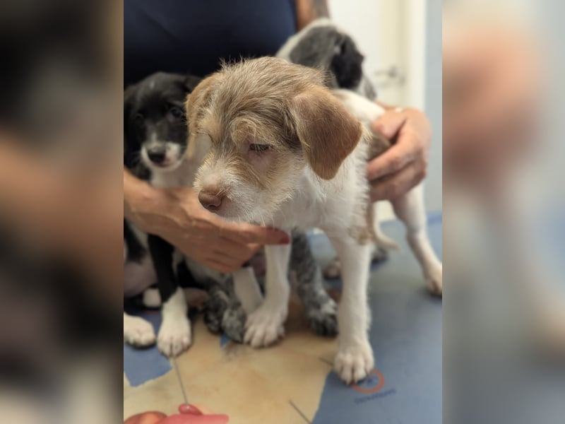 Bouncy Benni wartet auf seine Familie