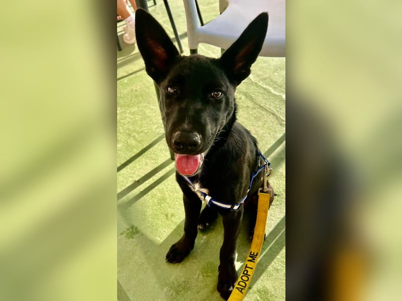 CODY wartet auf sein Für-Immer-Zuhause