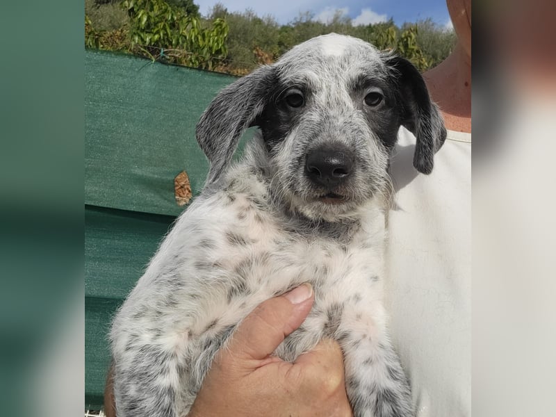 Emil sucht eine einfühlsame Familie