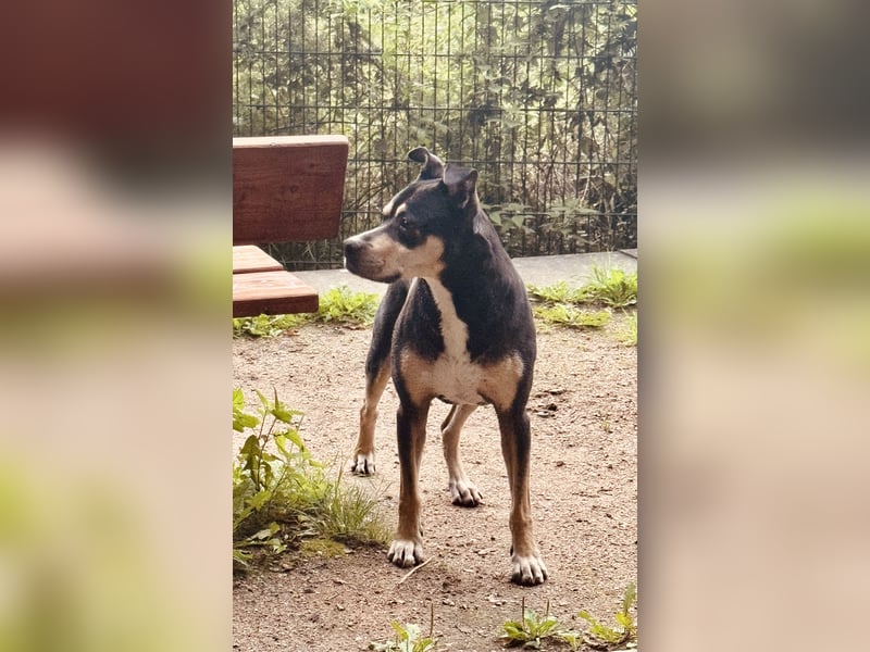 SCOOBY wünscht sich einen entspannten Lebensabend