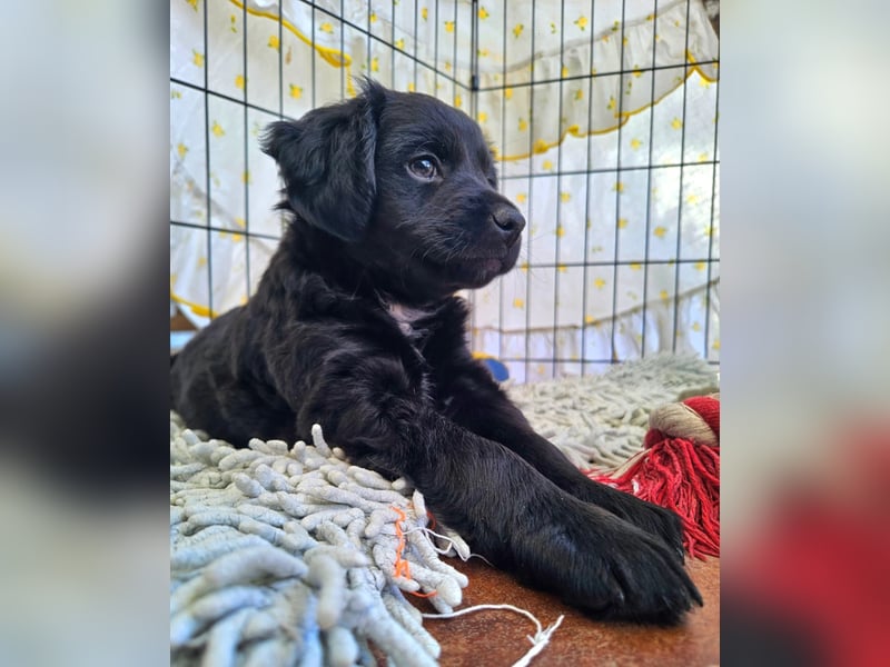 GINO sucht seine Manege zum Spaßhaben