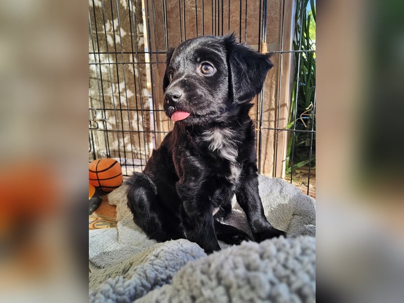 GINO sucht seine Manege zum Spaßhaben