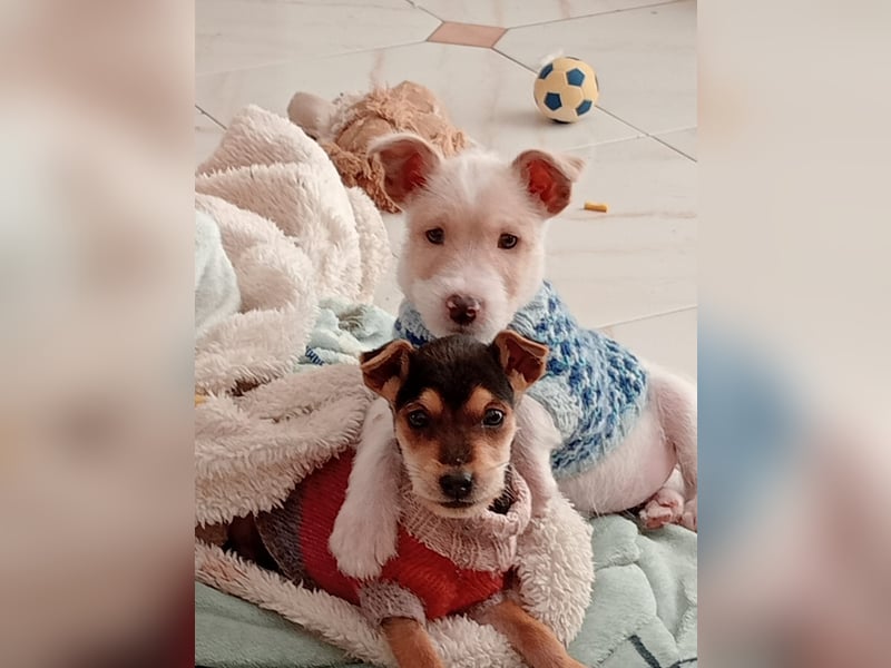 Mikki wünscht sich seine eigene Familie