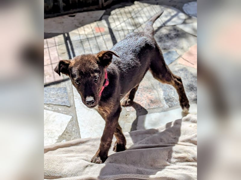 Kleine MINA sucht Mensch mit großem Herz