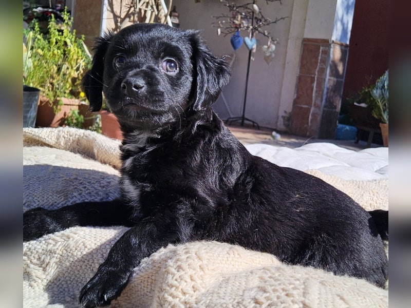 GINO sucht seine Manege zum Spaßhaben