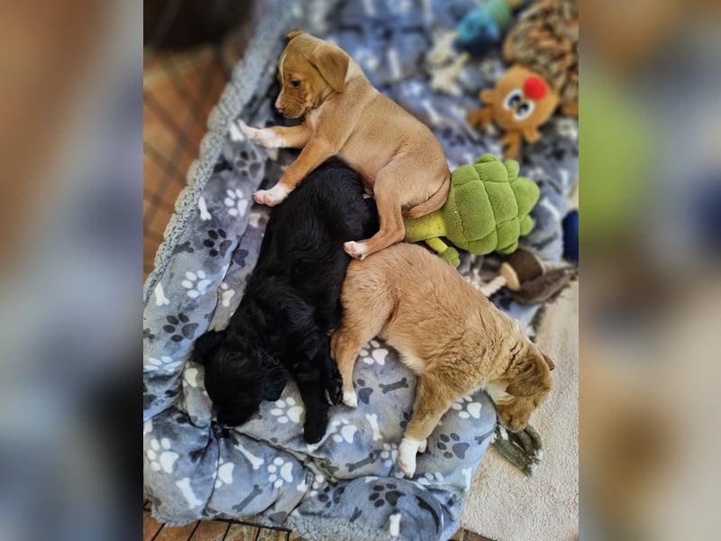 GINO sucht seine Manege zum Spaßhaben