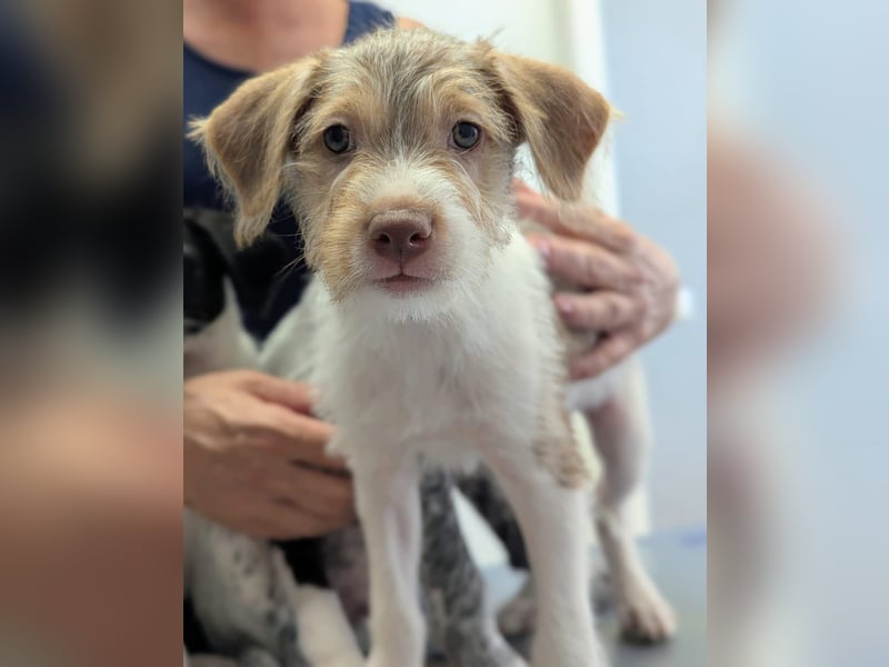 Bouncy Benni wartet auf seine Familie