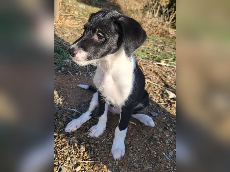 Mutige Nala sucht das Abenteuer mit dir