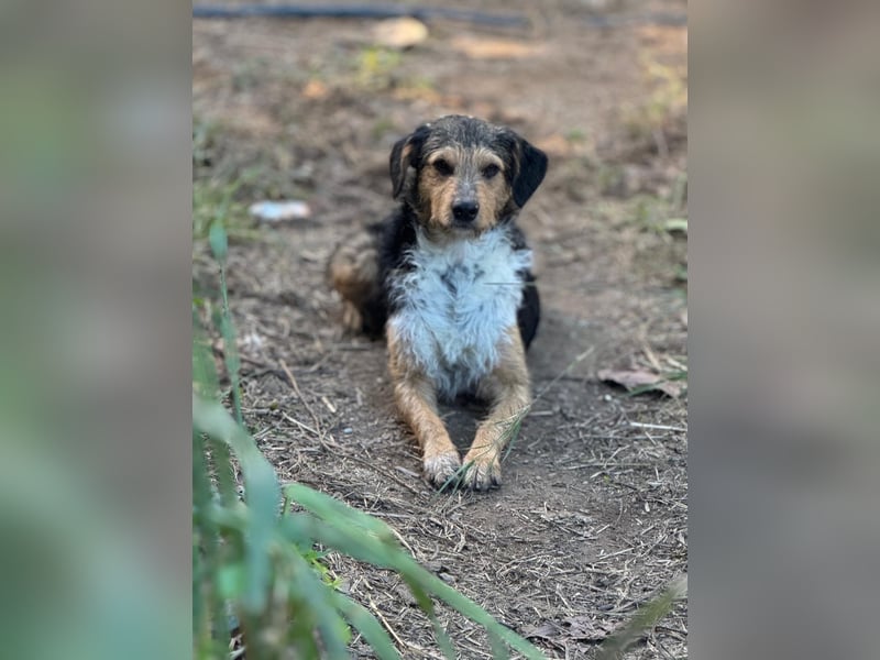 Bouncy Benni wartet auf seine Familie